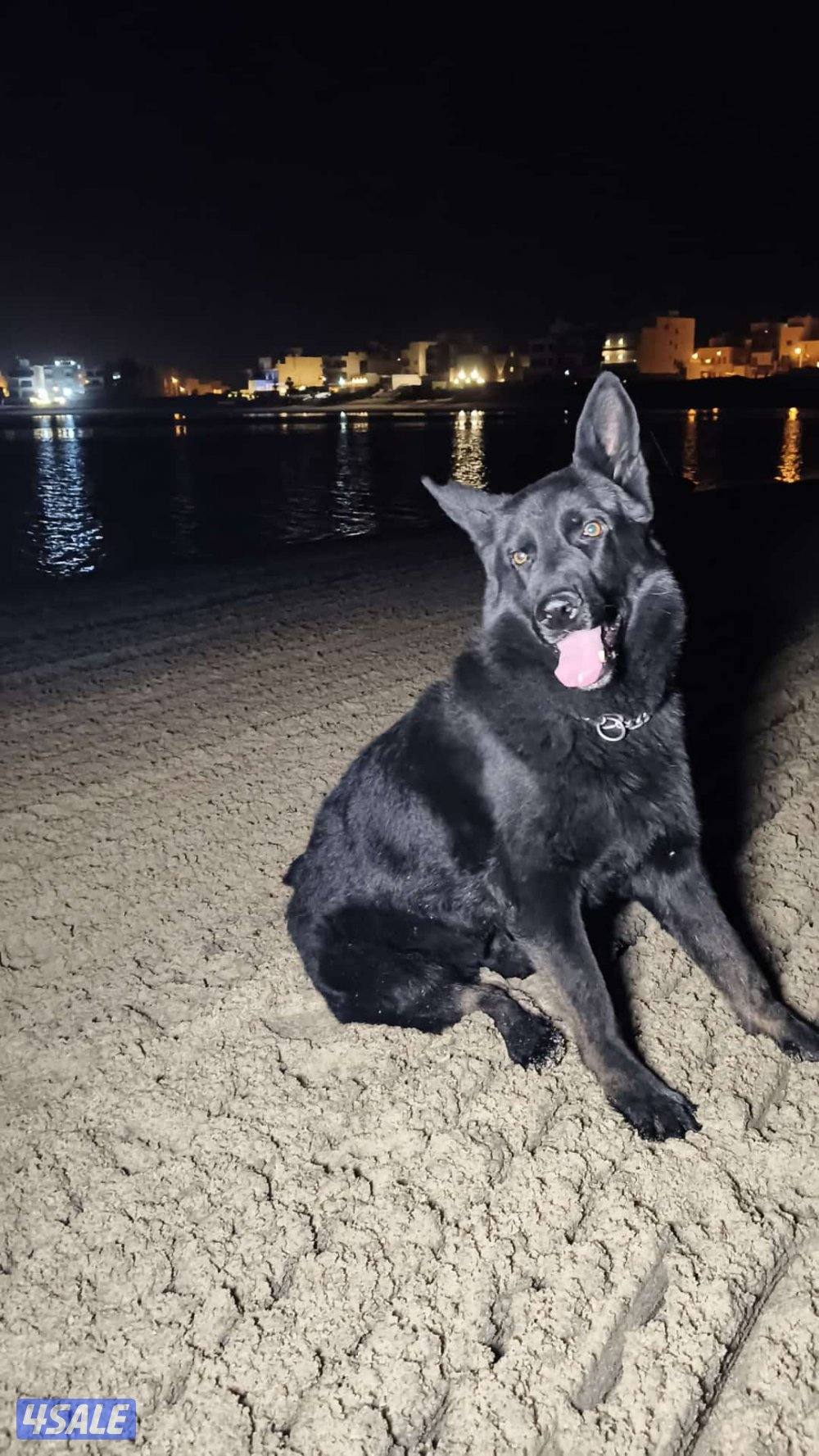 بلاك جاك ضخم1