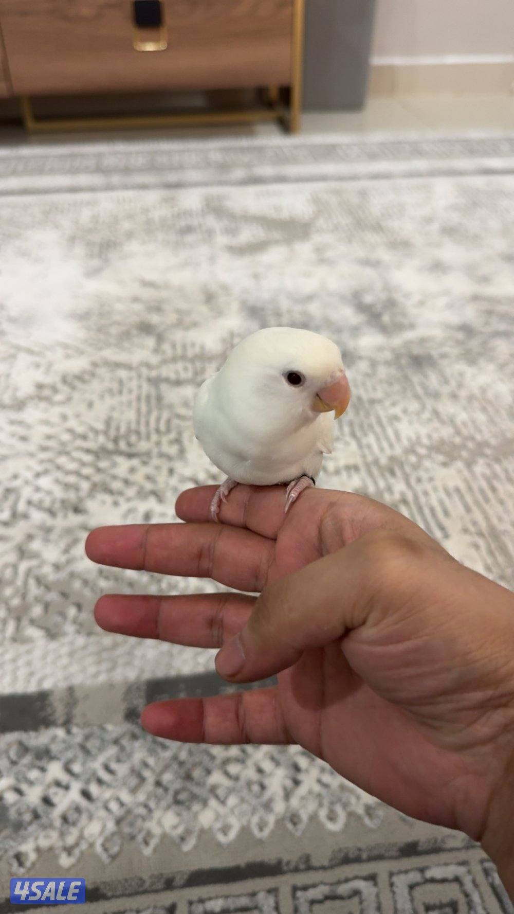 لوفبيرد ربوه0