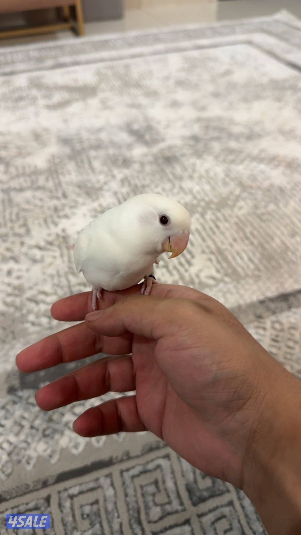 لوفبيرد ربوه1