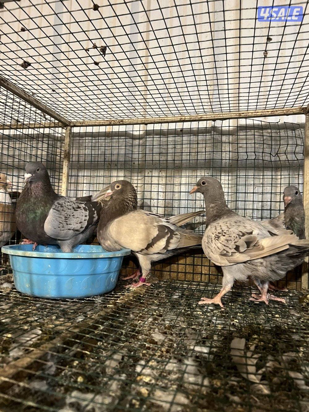 للبيع ازواج زاجل شرط انتاج وصحه طيبه من الخانات الزوج على 30