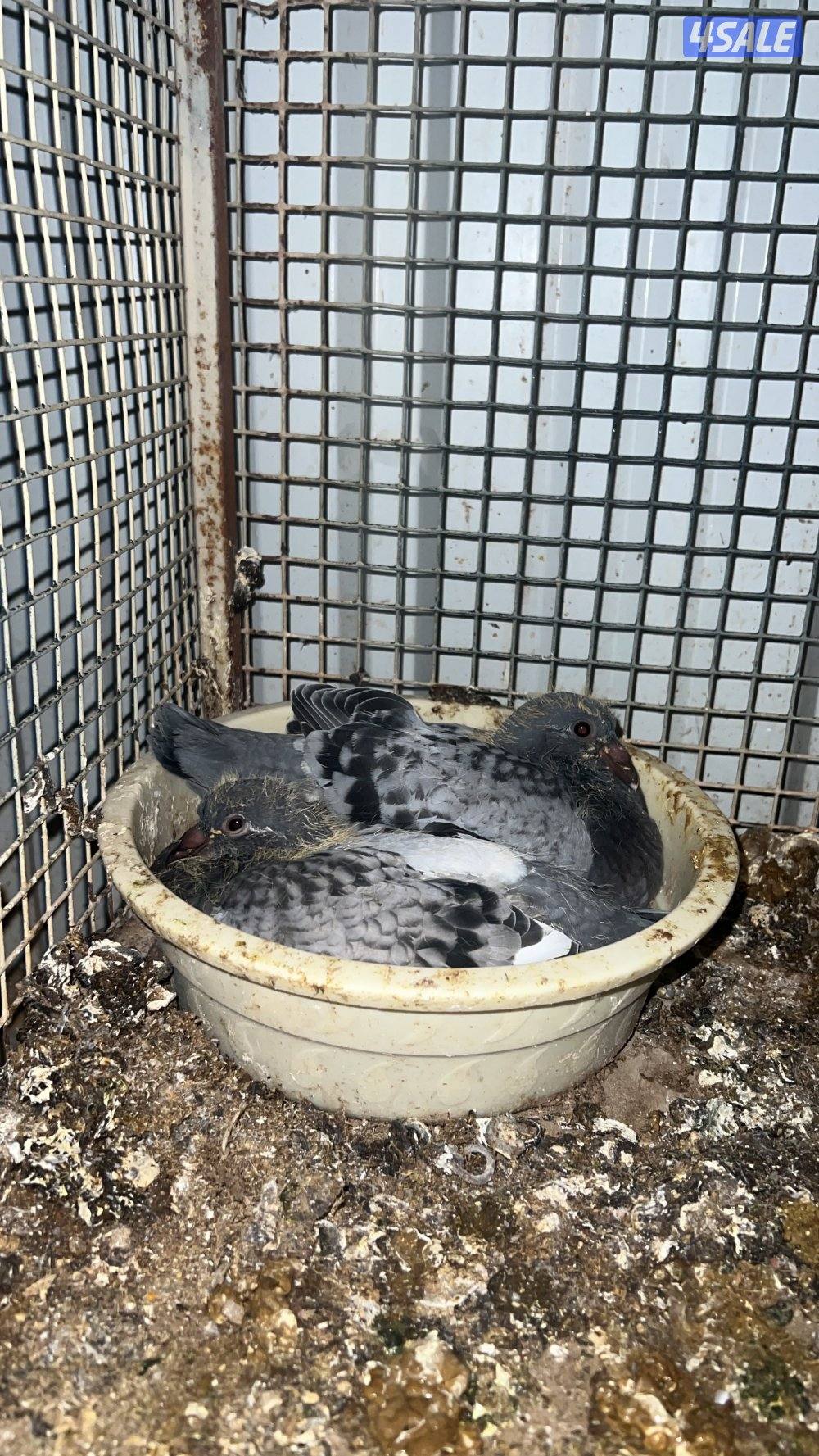 للبيع ازواج زاجل شرط انتاج وصحه طيبه من الخانات الزوج على 31