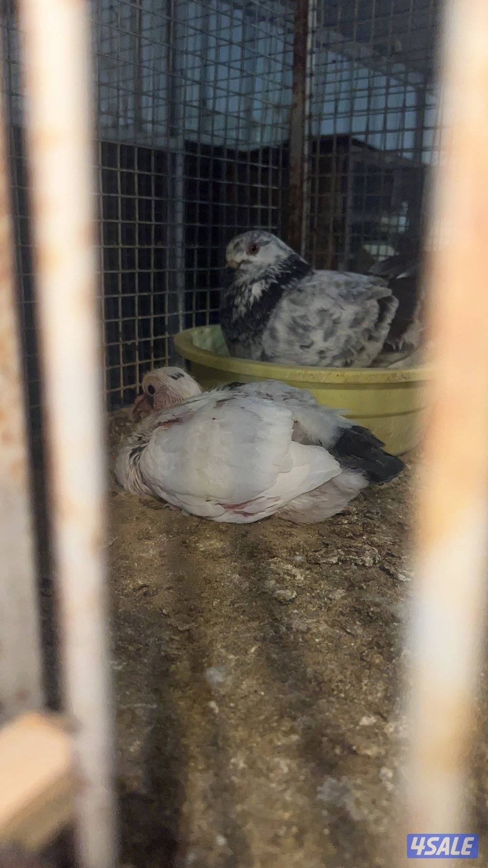 للبيع ازواج زاجل شرط انتاج وصحه طيبه من الخانات الزوج على 32