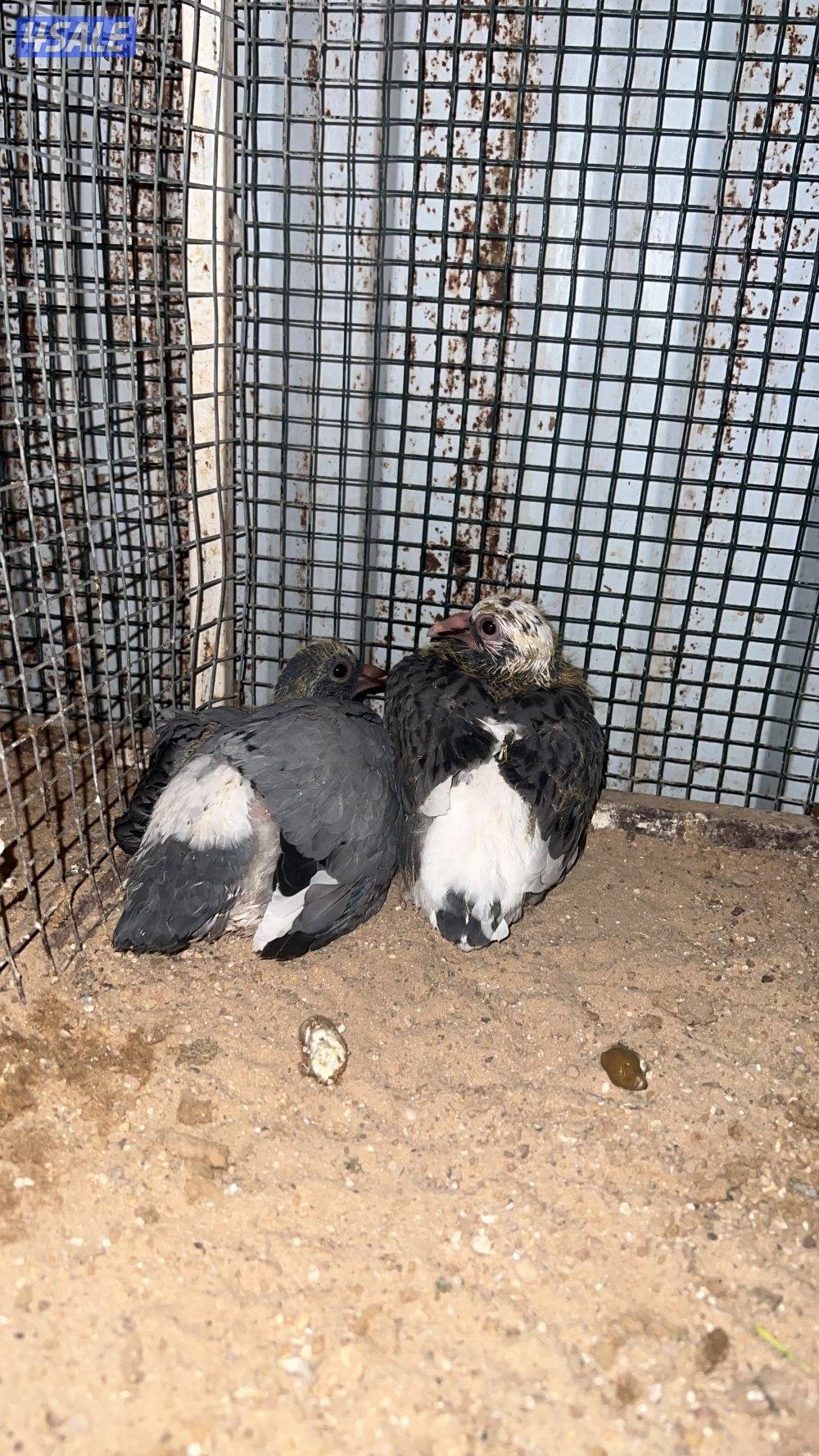 للبيع ازواج زاجل شرط انتاج وصحه طيبه من الخانات الزوج على 33