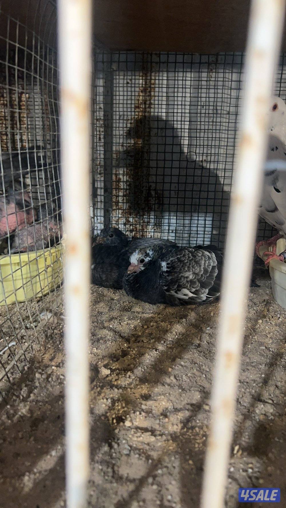 للبيع ازواج زاجل شرط انتاج وصحه طيبه من الخانات الزوج على 34