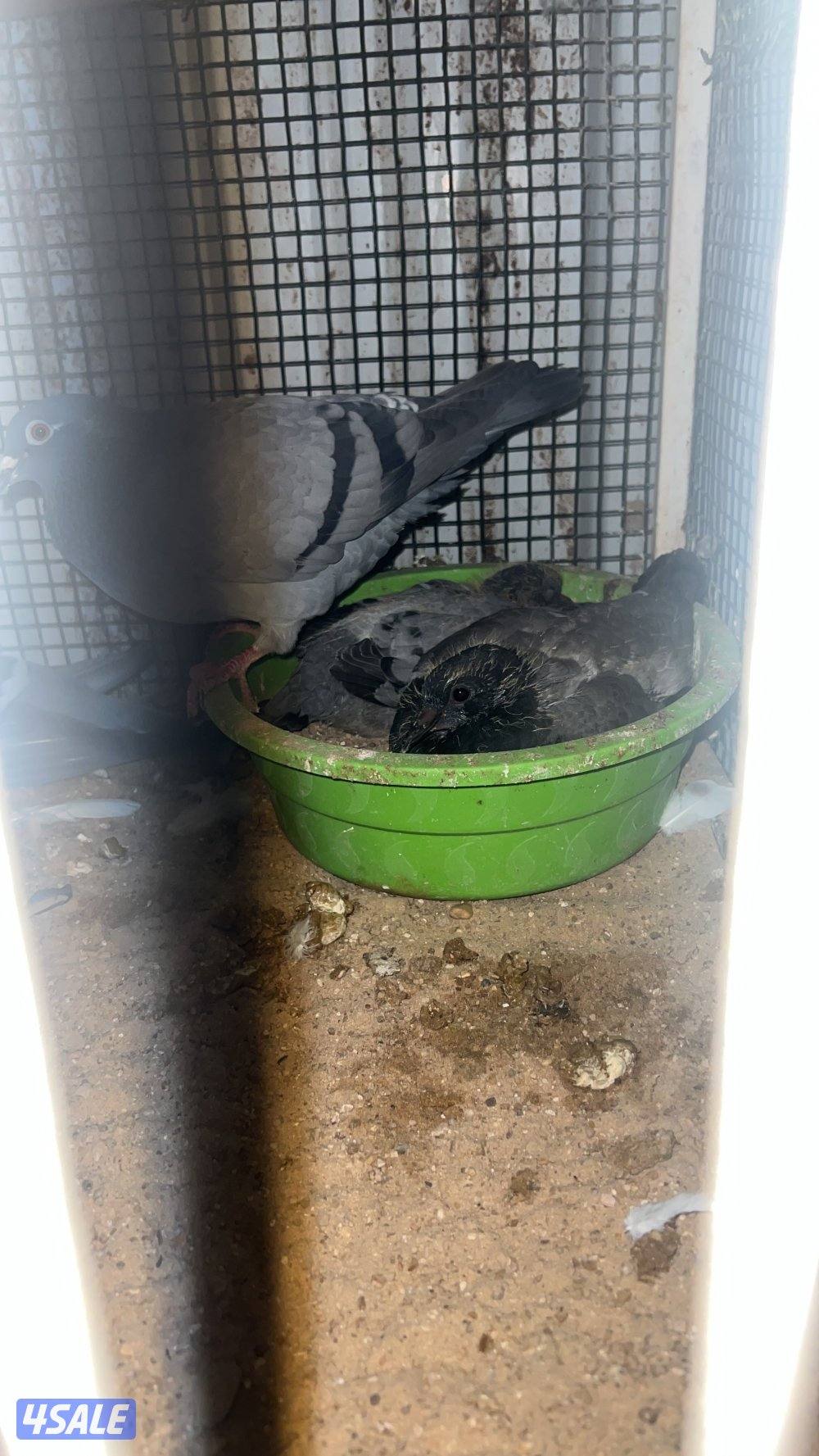 للبيع ازواج زاجل شرط انتاج وصحه طيبه من الخانات الزوج على 35