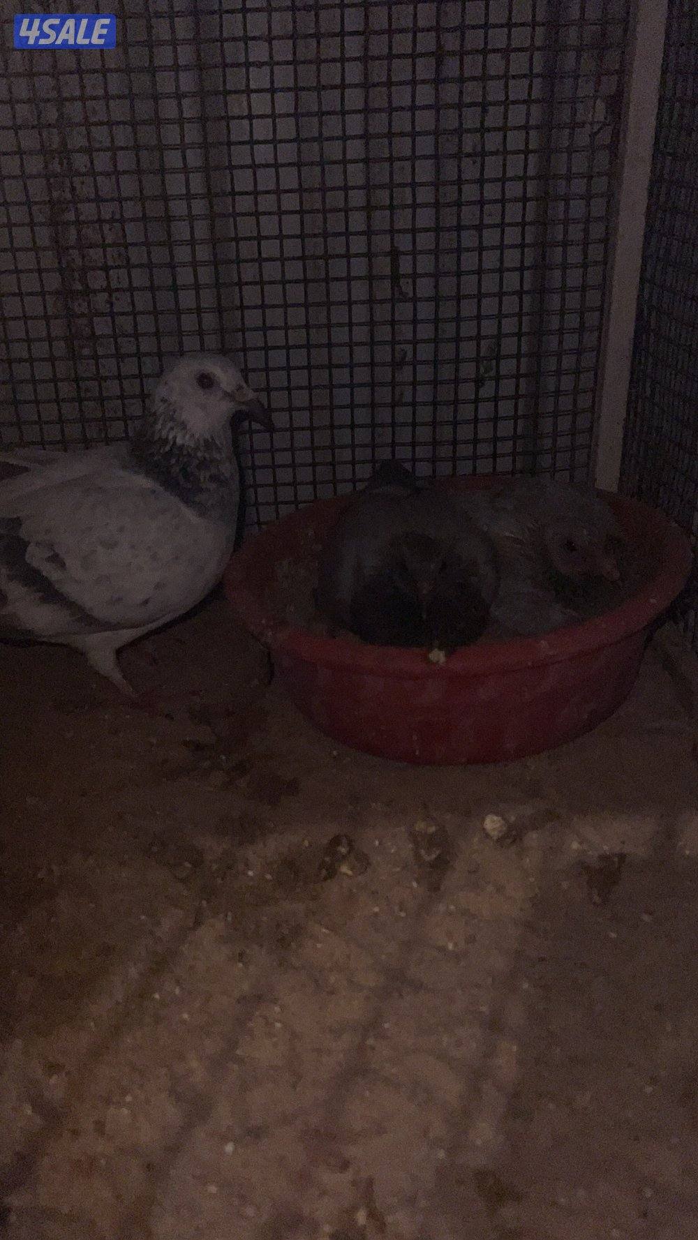 للبيع ازواج زاجل شرط انتاج وصحه طيبه من الخانات الزوج على 36