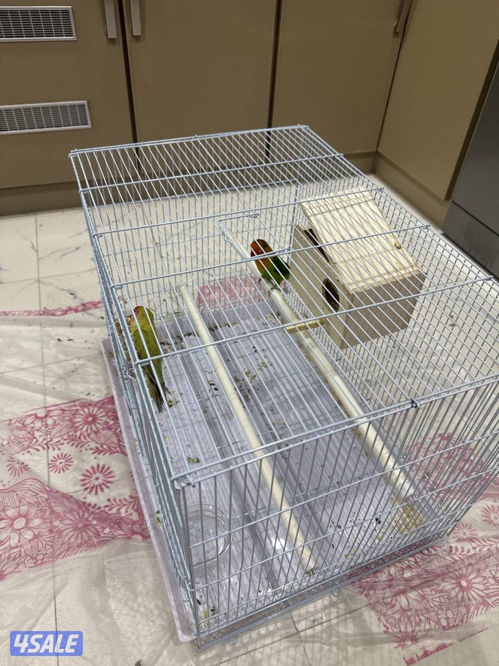 2 طيور لوفبيرد للبيع بصحه جيده جيده مع قفص كبير ومع الاكل0