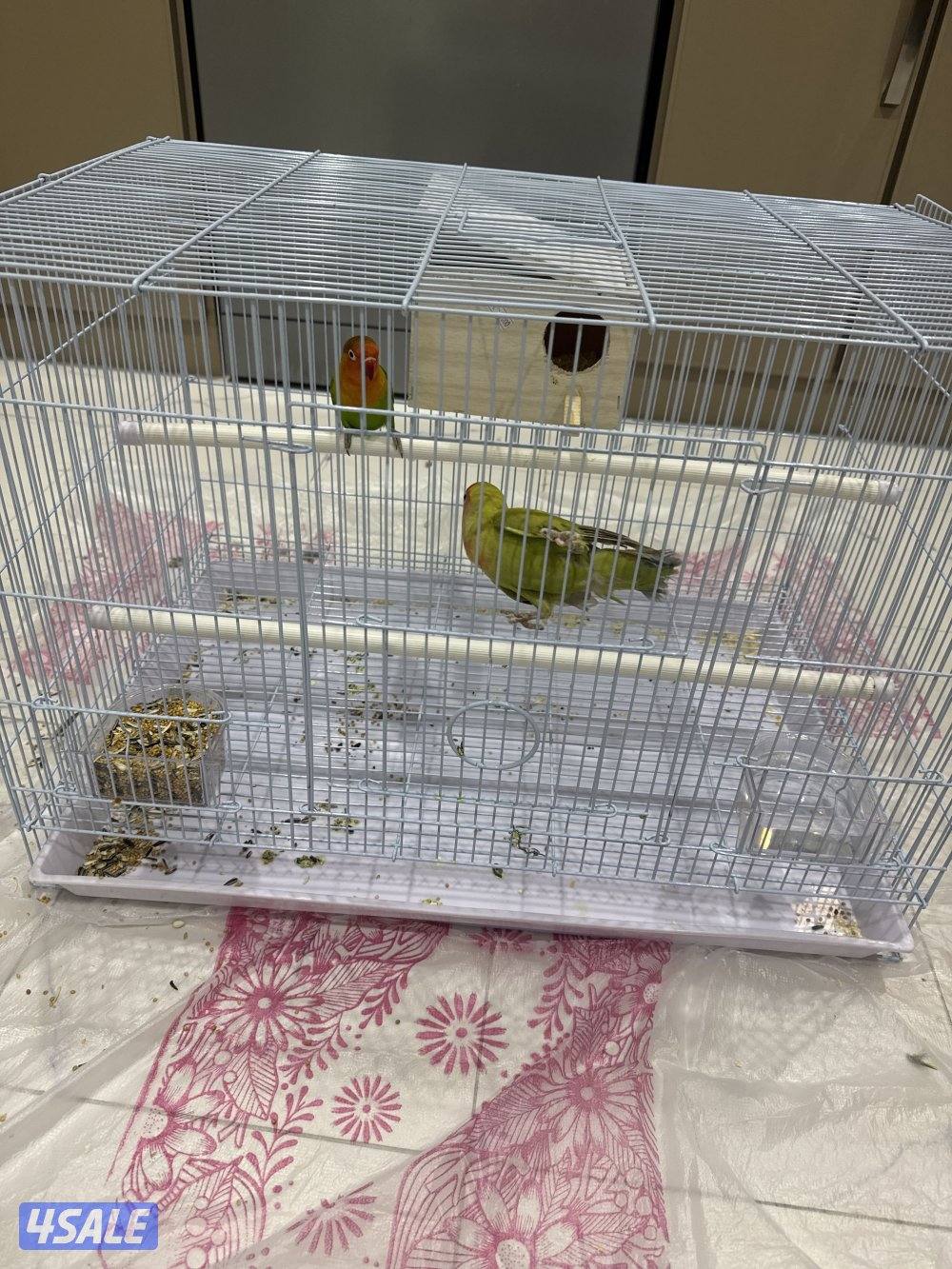 2 طيور لوفبيرد للبيع بصحه جيده جيده مع قفص كبير ومع الاكل1