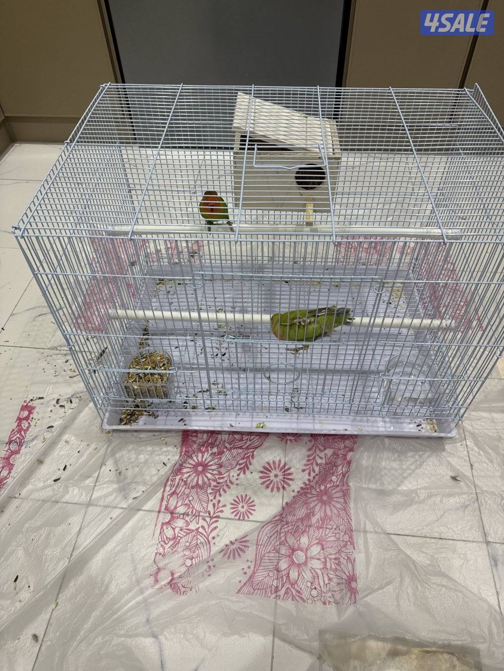 2 طيور لوفبيرد للبيع بصحه جيده جيده مع قفص كبير ومع الاكل3