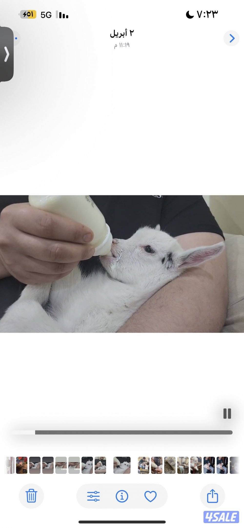 ماعز قزم ( جيكي )0