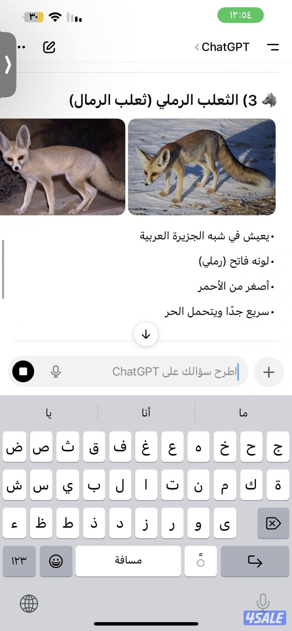 ماعز قزم ( جيكي )2