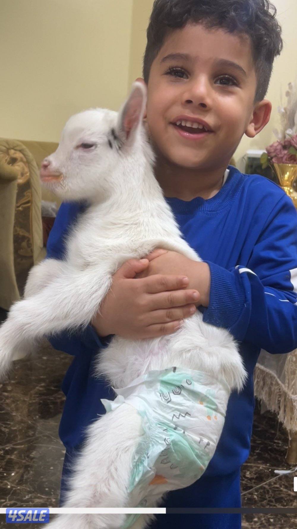 ماعز قزم ( جيكي )1