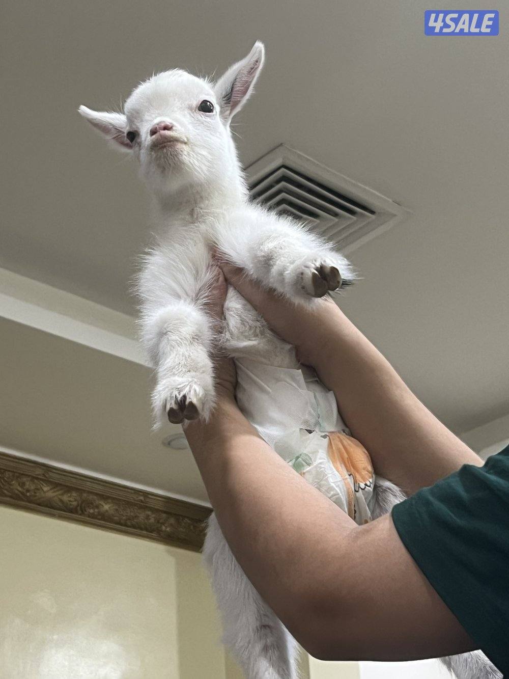 ماعز قزم ( جيكي )3