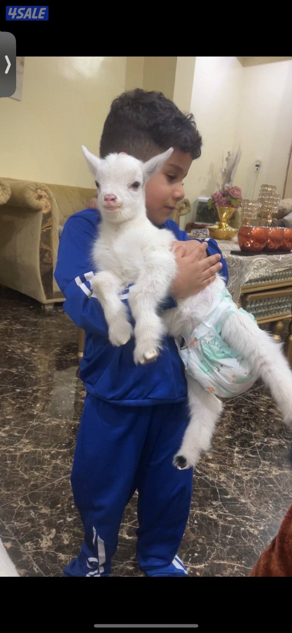 ماعز قزم ( جيكي )4