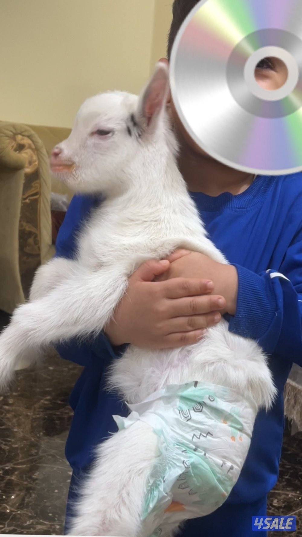 ماعز قزم ( جيكي )5