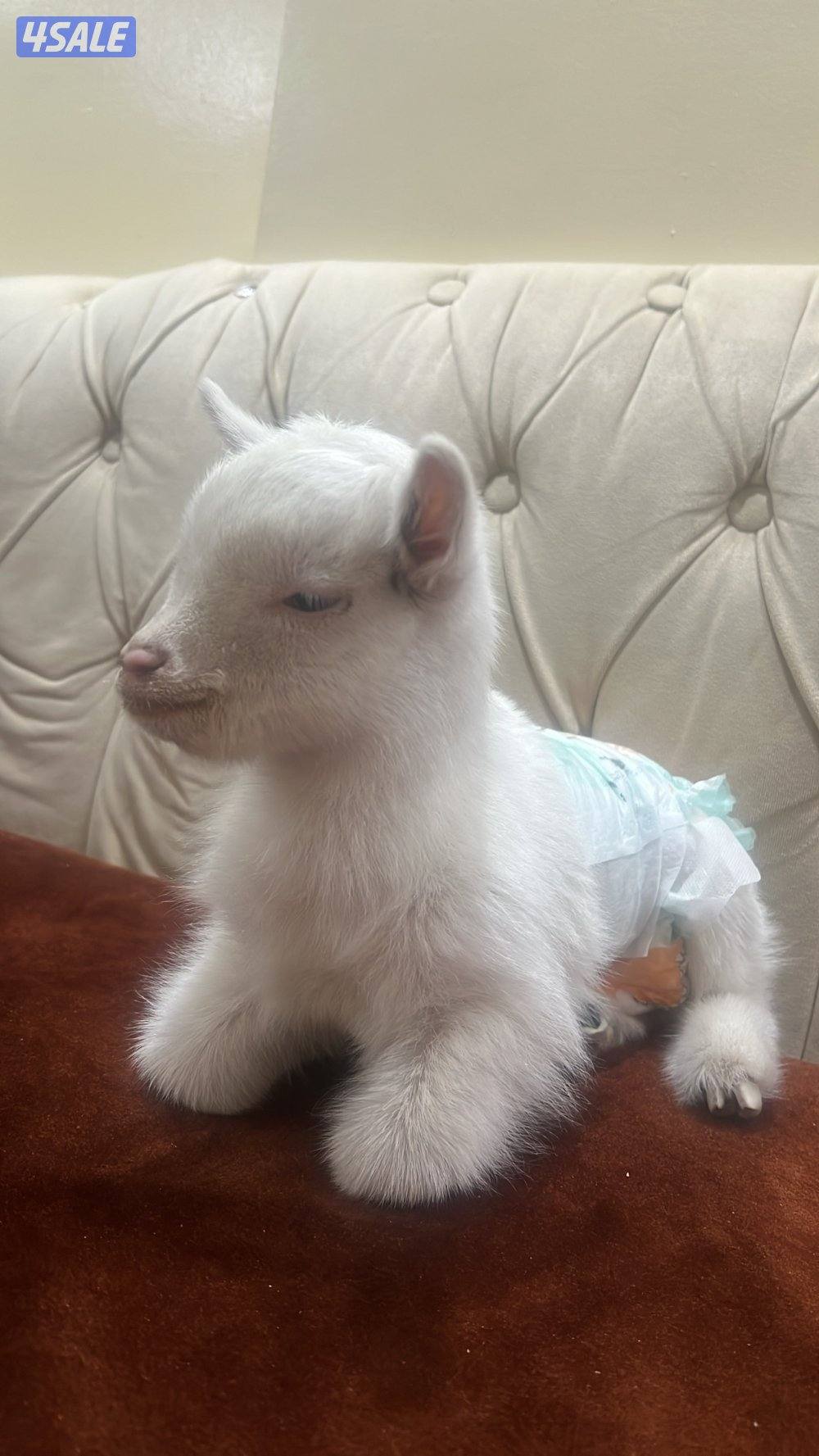 ماعز قزم ( جيكي )6