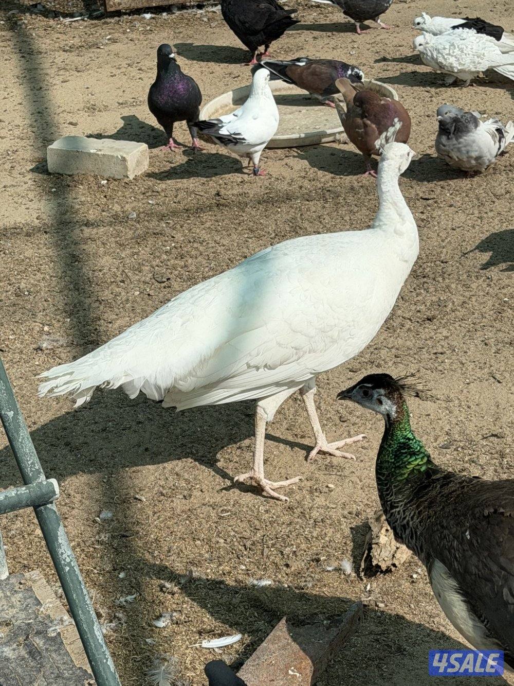 للبيع زوج طاووس منتج0