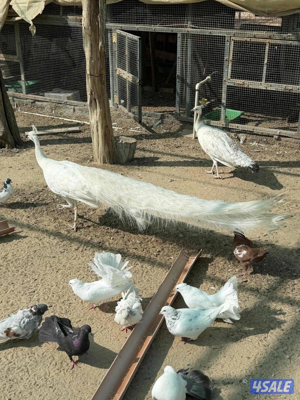 للبيع زوج طاووس منتج1