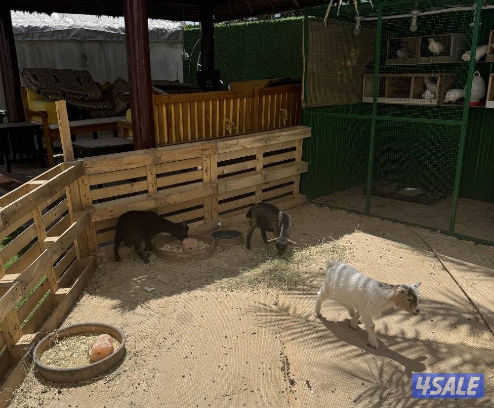 عدد ٢ تيوس  عدد ١ صخله0