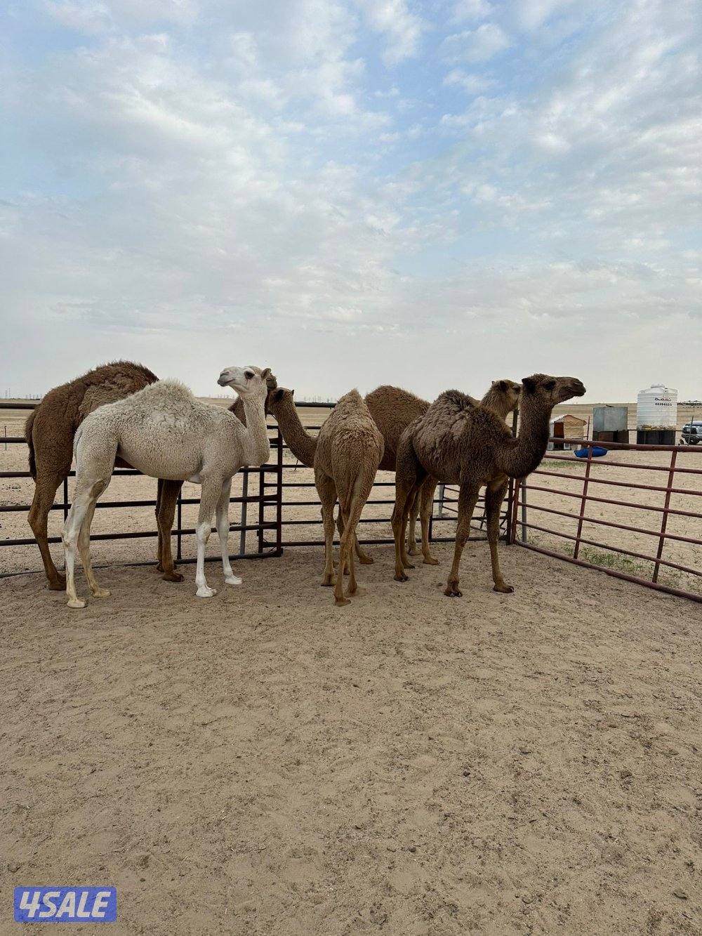 بكار العدد ٥ مفاريد طيبه وسمان0