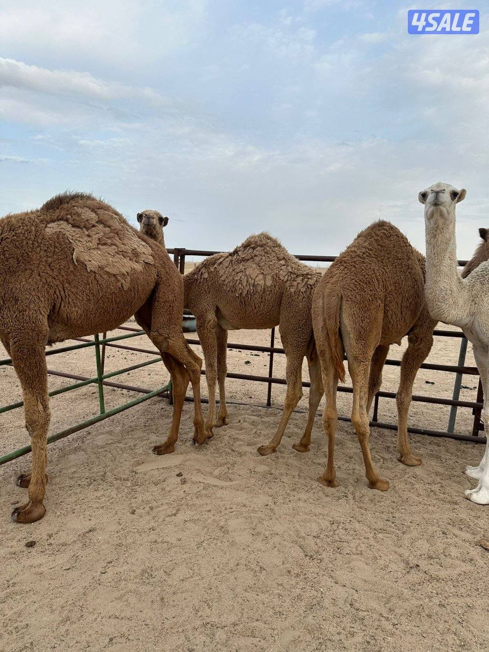 بكار العدد ٥ مفاريد طيبه وسمان1