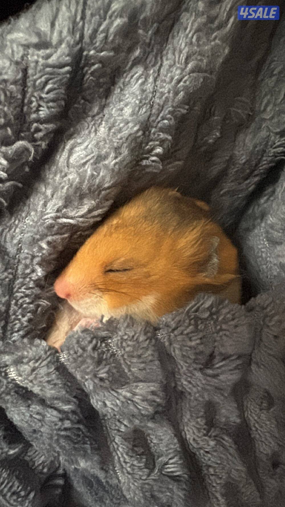 للبيع هامستر جمييل جداً0