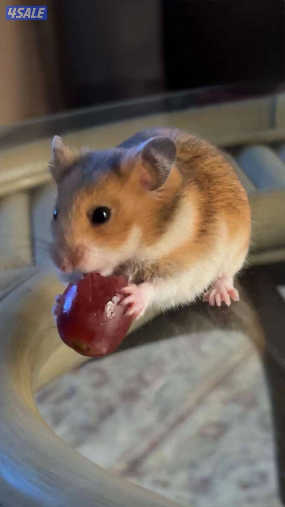 للبيع هامستر جمييل جداً1