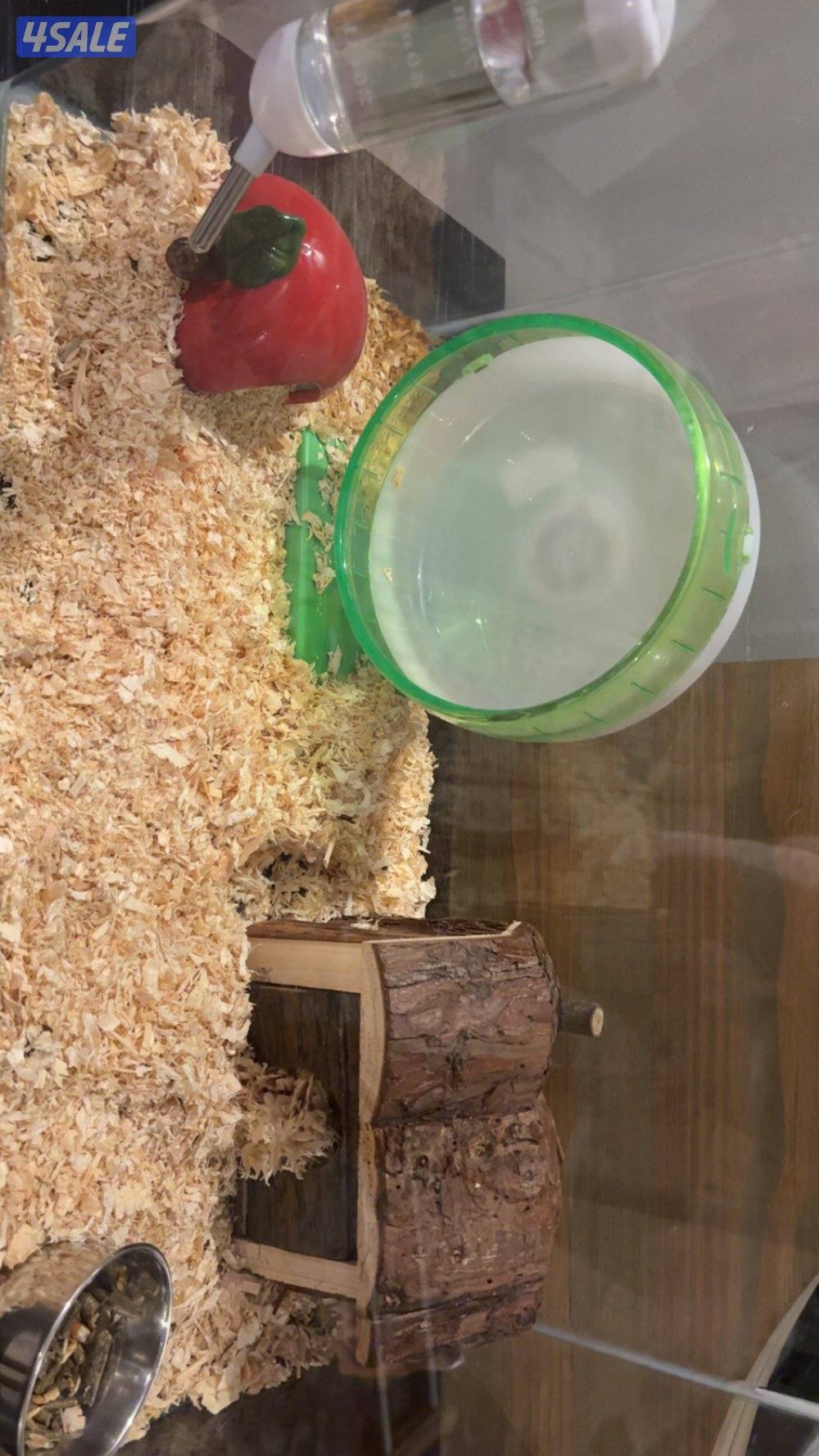 للبيع هامستر جمييل جداً2