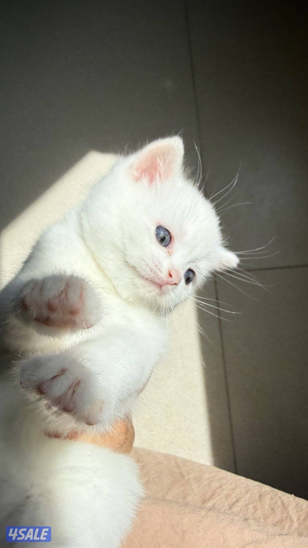 للبيع قطط سكوتش فولد و سكوتش ستريت عمر شهر وعمر شهر ونص0