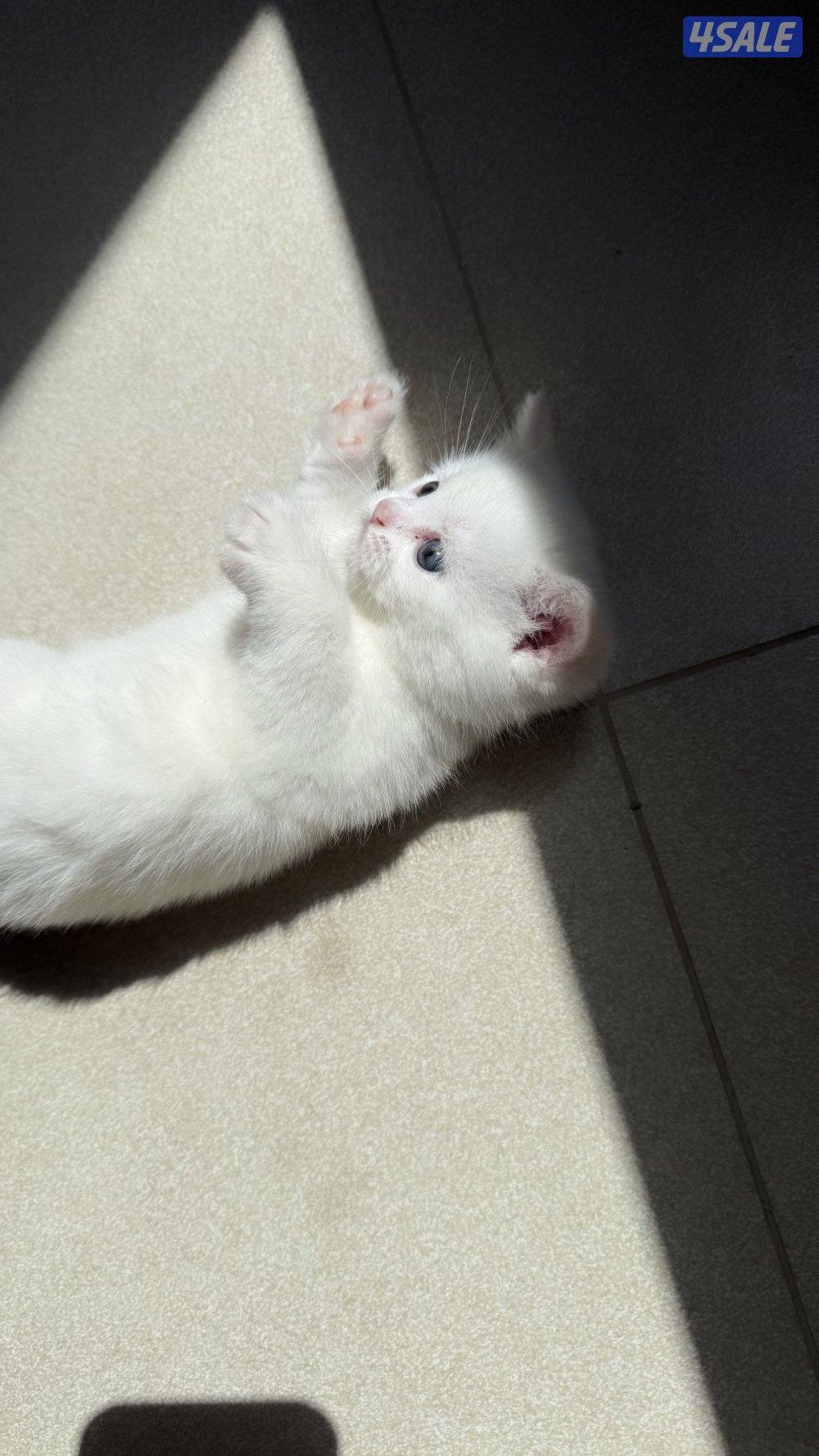 للبيع قطط سكوتش فولد و سكوتش ستريت عمر شهر وعمر شهر ونص1