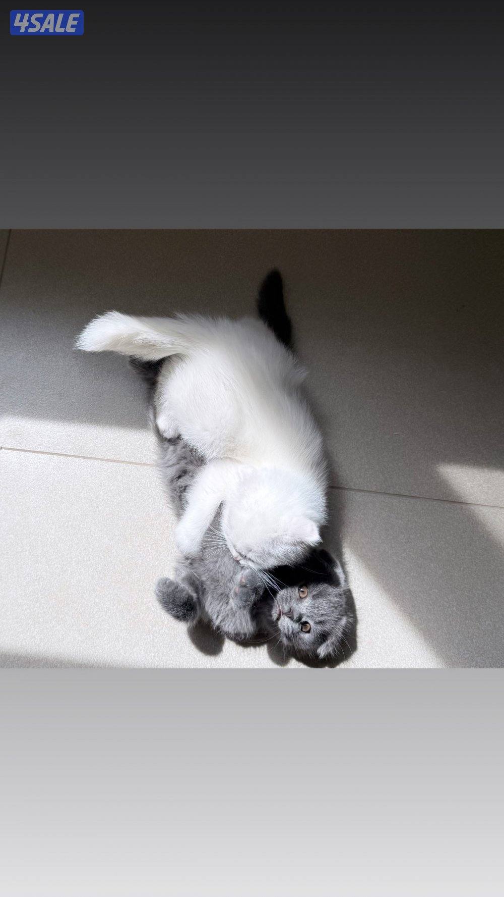 للبيع قطط سكوتش فولد و سكوتش ستريت عمر شهر وعمر شهر ونص2