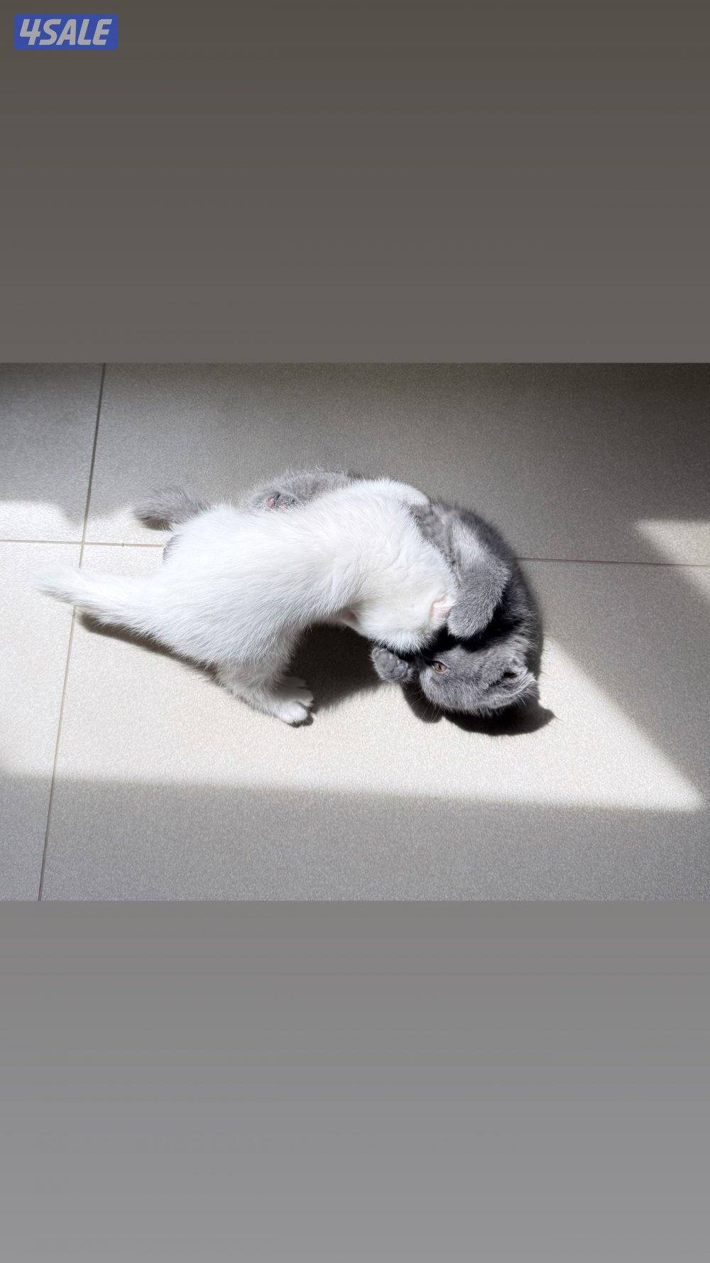 للبيع قطط سكوتش فولد و سكوتش ستريت عمر شهر وعمر شهر ونص3