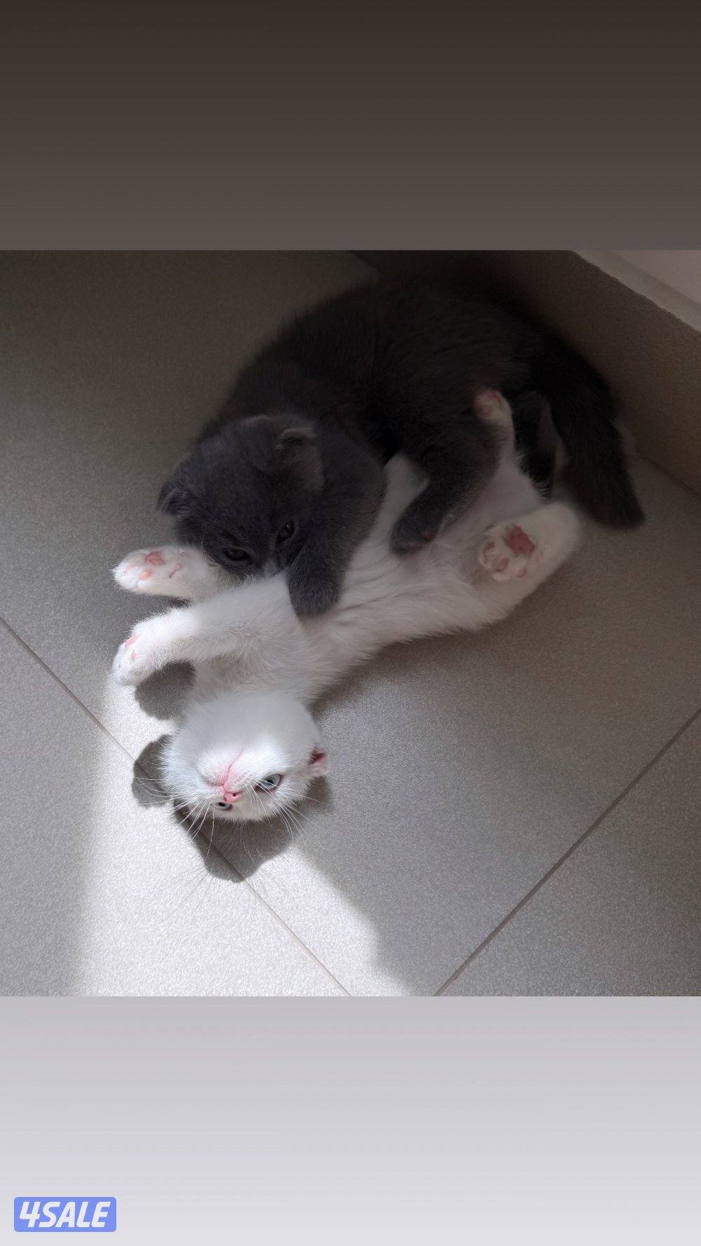 للبيع قطط سكوتش فولد و سكوتش ستريت عمر شهر وعمر شهر ونص4