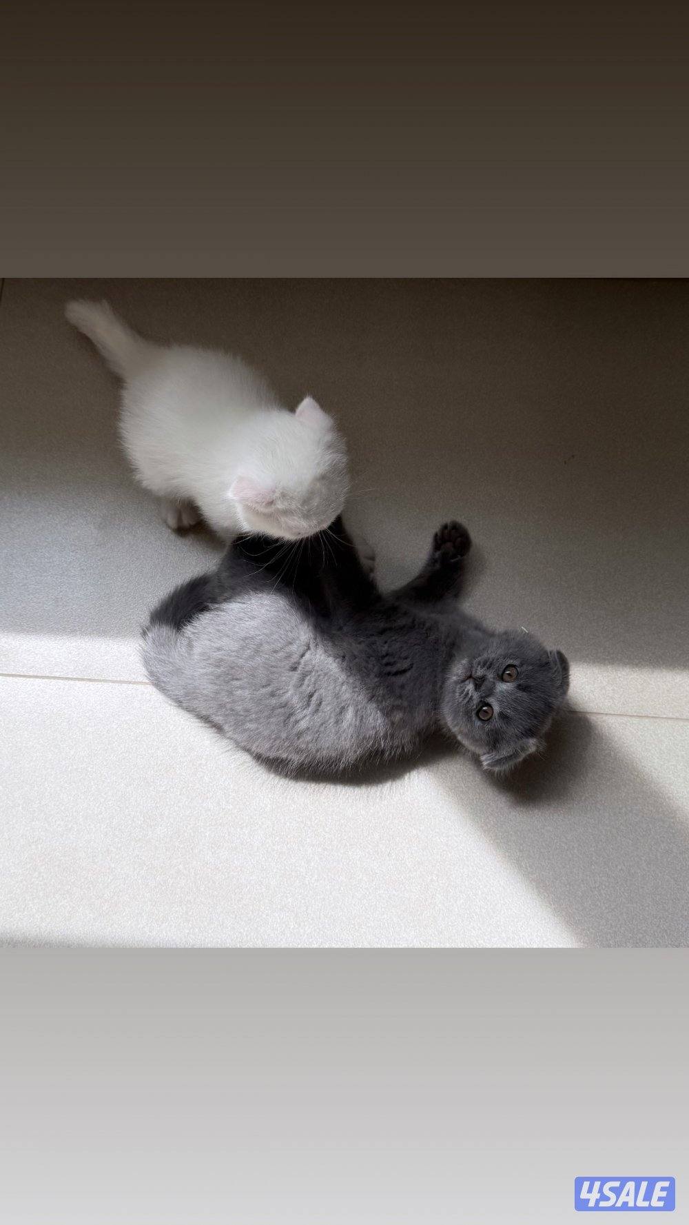 للبيع قطط سكوتش فولد و سكوتش ستريت عمر شهر وعمر شهر ونص5