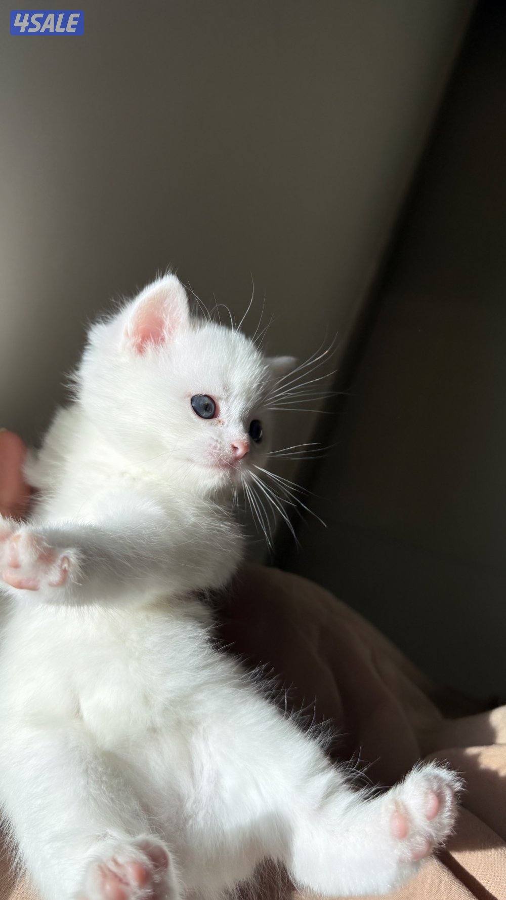 للبيع قطط سكوتش فولد و سكوتش ستريت عمر شهر وعمر شهر ونص6