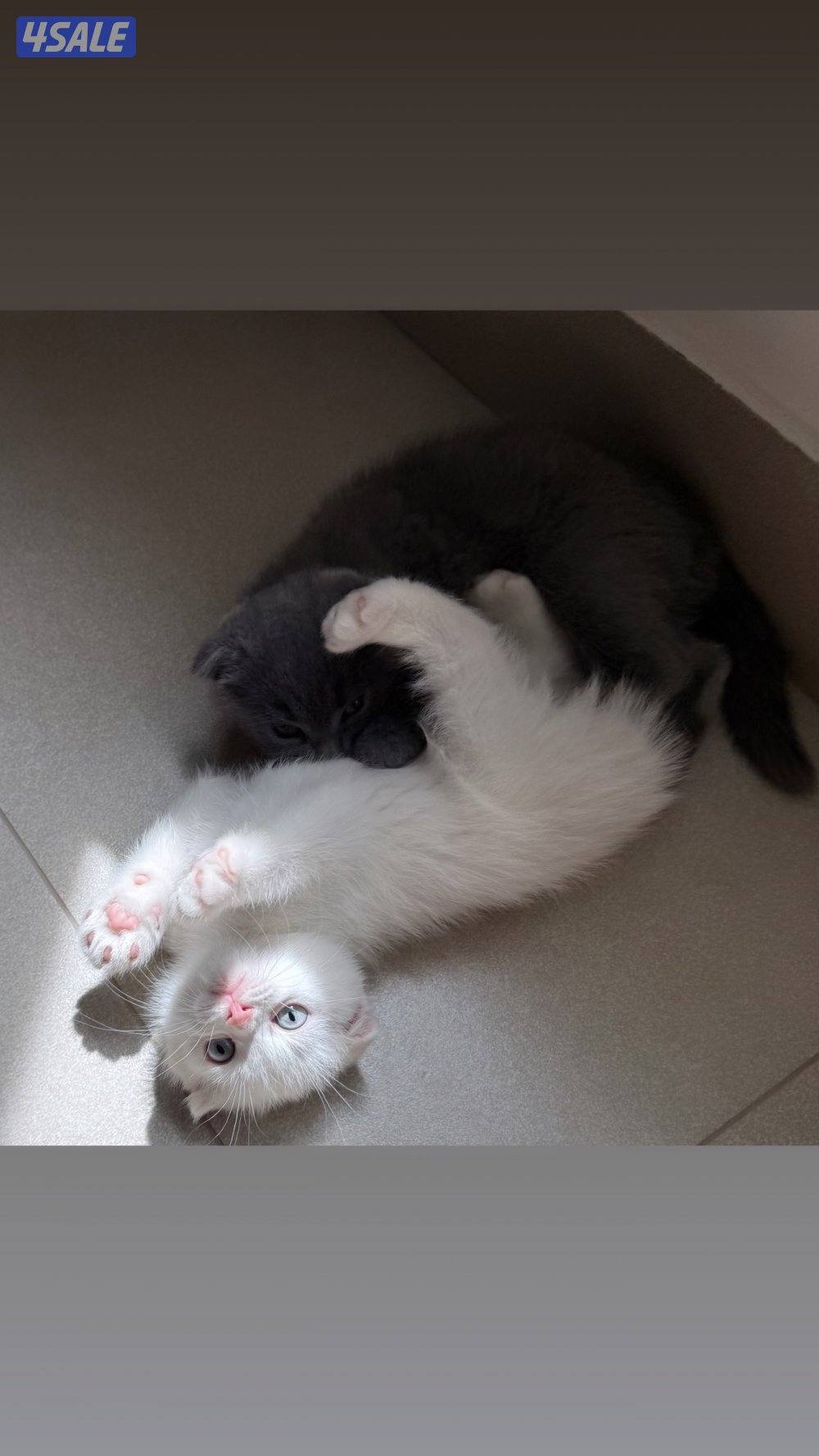 للبيع قطط سكوتش فولد و سكوتش ستريت عمر شهر وعمر شهر ونص7