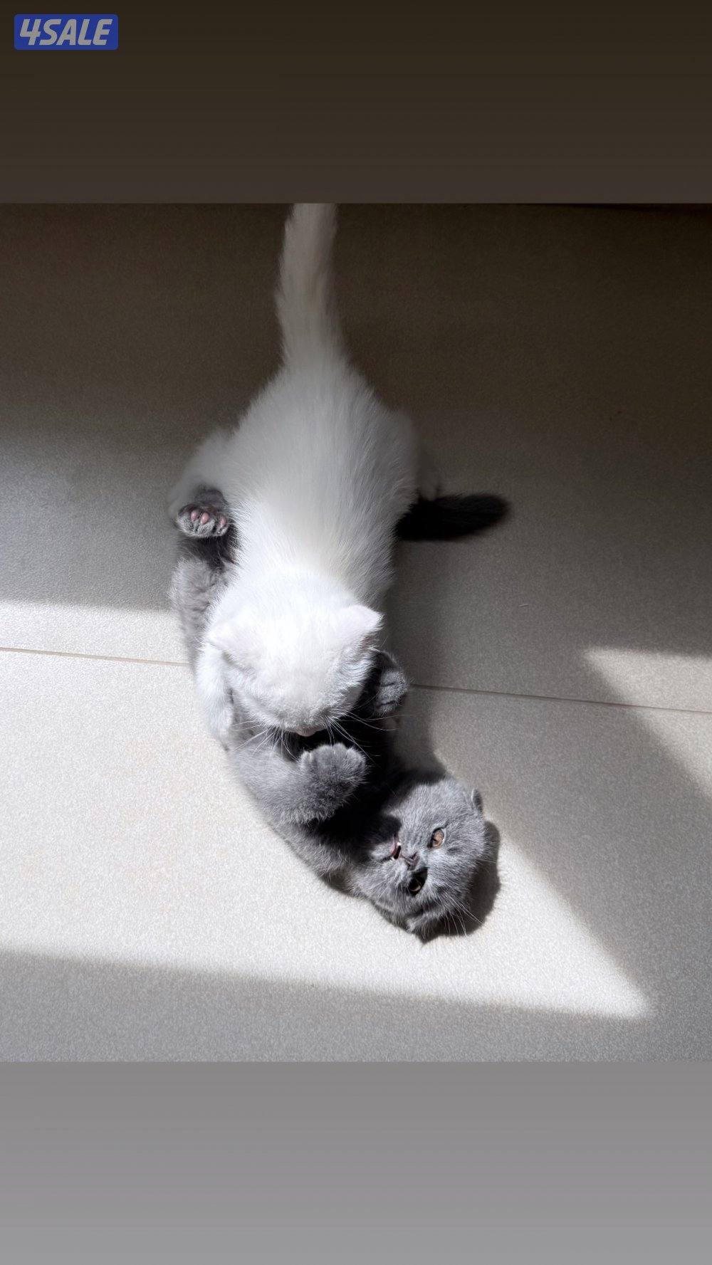 للبيع قطط سكوتش فولد و سكوتش ستريت عمر شهر وعمر شهر ونص8