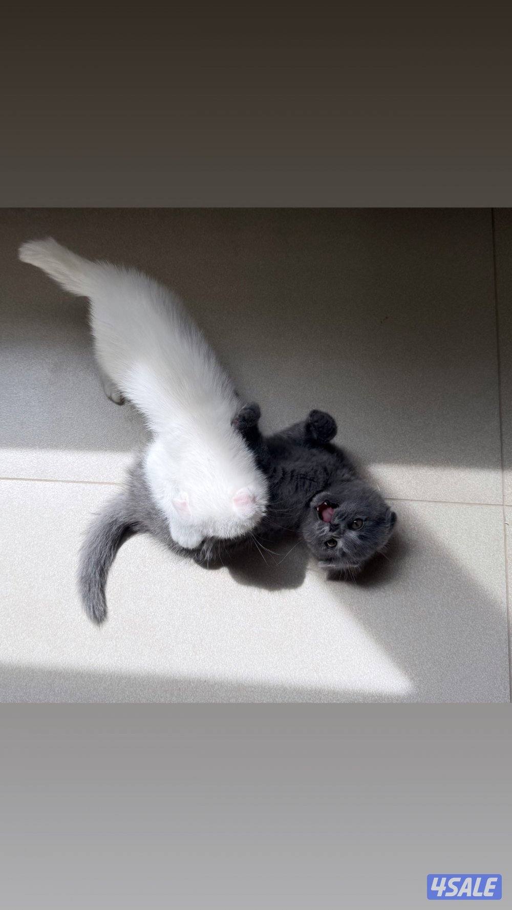 للبيع قطط سكوتش فولد و سكوتش ستريت عمر شهر وعمر شهر ونص9