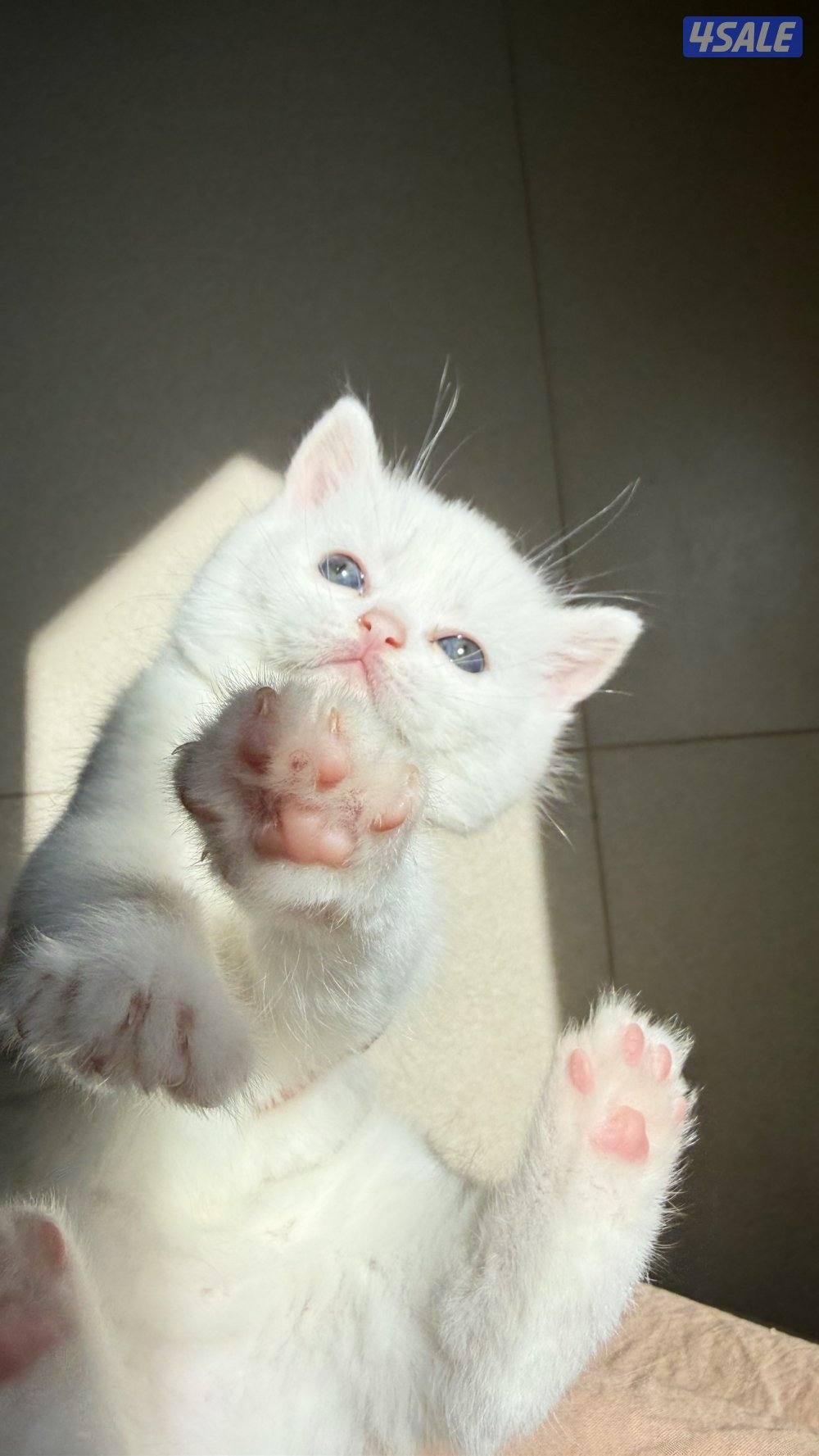 للبيع قطط سكوتش فولد و سكوتش ستريت عمر شهر وعمر شهر ونص10