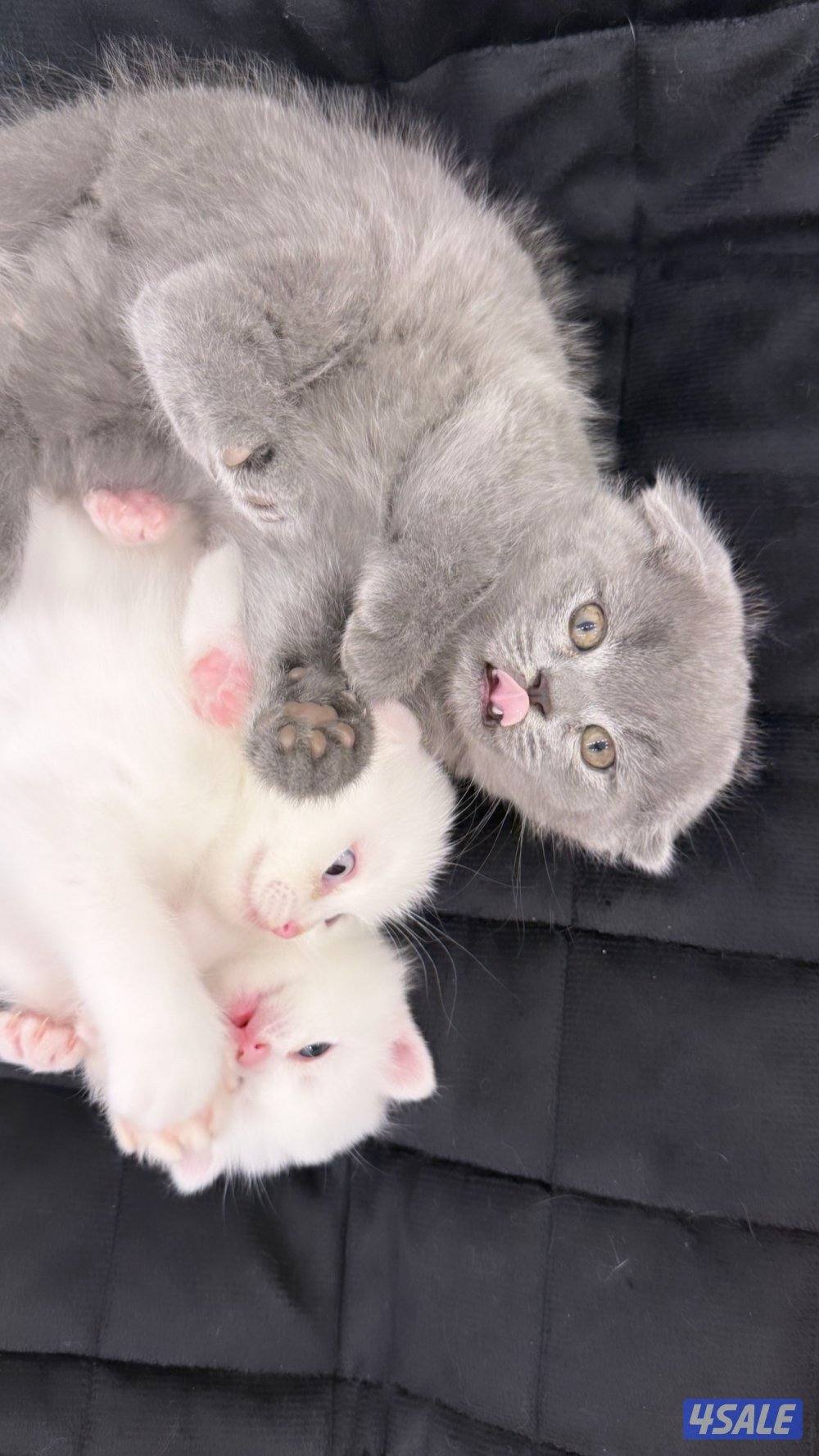 للبيع قطط سكوتش فولد و سكوتش ستريت عمر شهر وعمر شهر ونص13