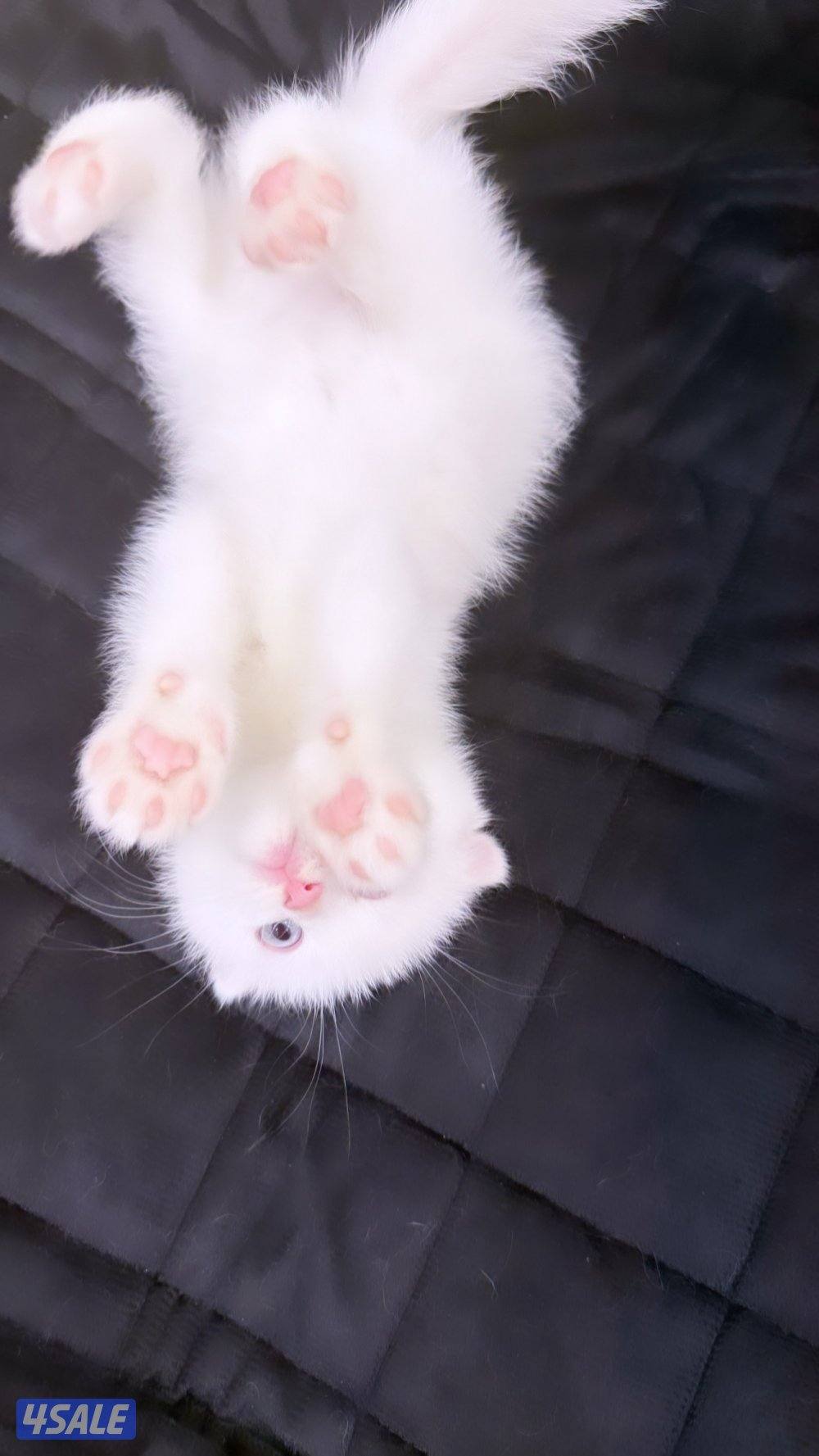 للبيع قطط سكوتش فولد و سكوتش ستريت عمر شهر وعمر شهر ونص12