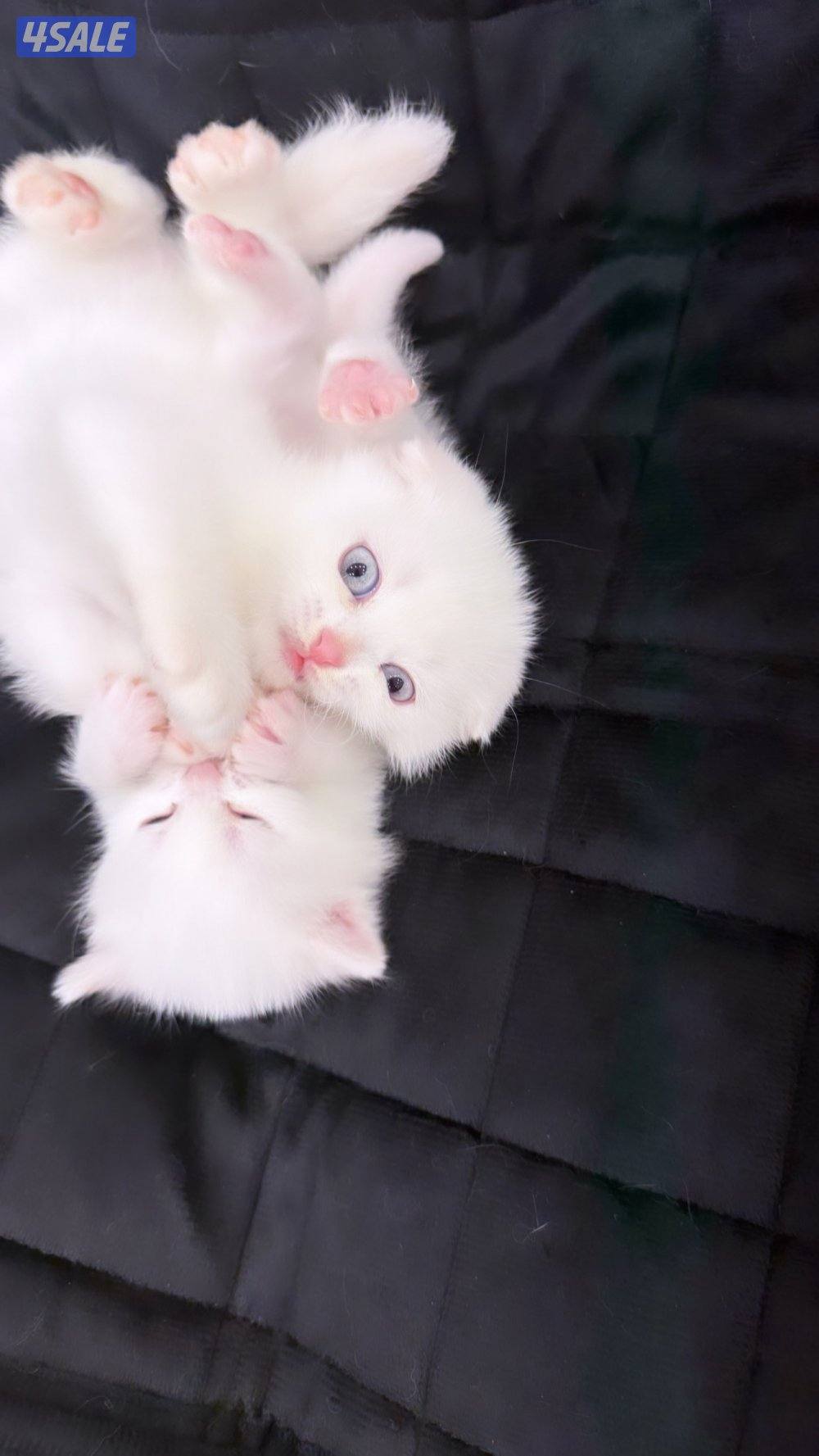 للبيع قطط سكوتش فولد و سكوتش ستريت عمر شهر وعمر شهر ونص14