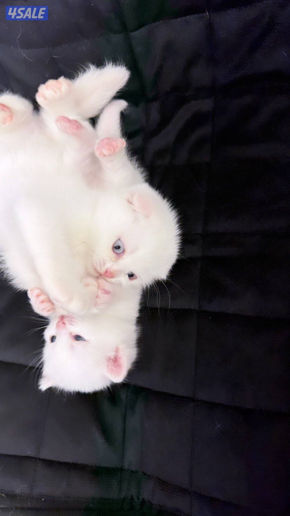 للبيع قطط سكوتش فولد و سكوتش ستريت عمر شهر وعمر شهر ونص15