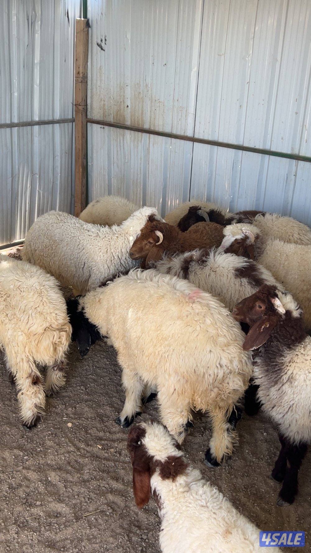 طليان نعيم1