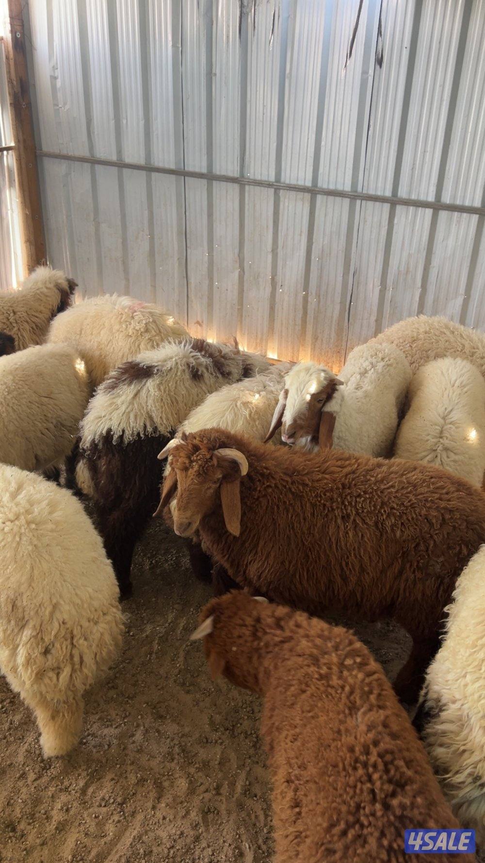 طليان نعيم2