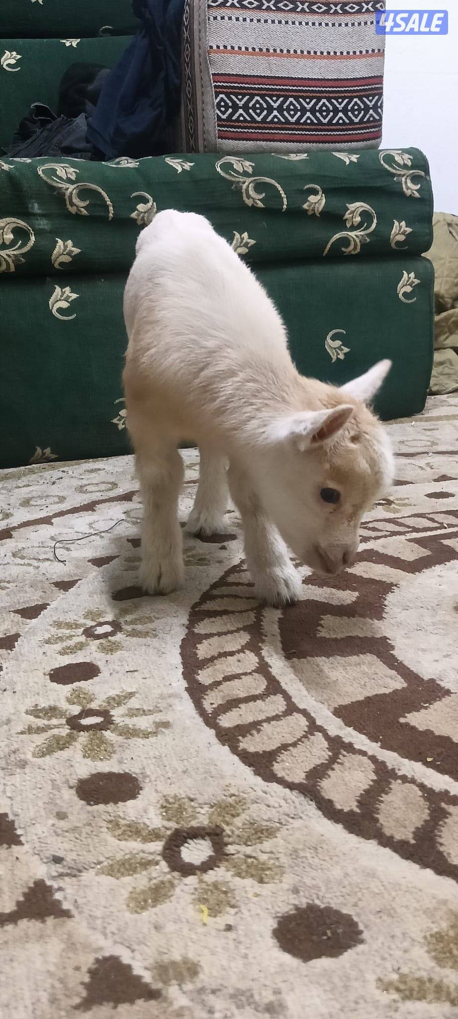 للبيع تيس جيكي قزم لعبوب و يشرب حليب و الصحه ممتازة0