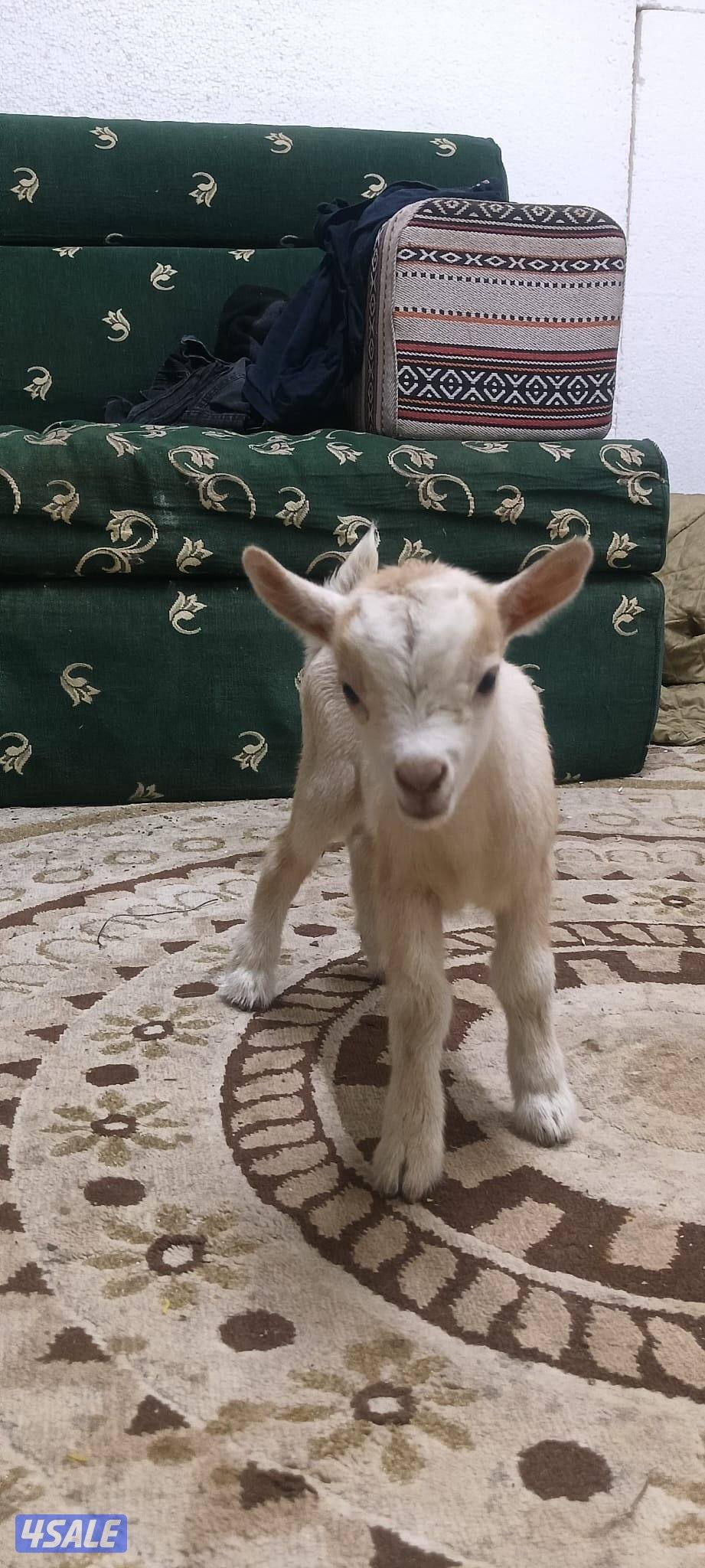 للبيع تيس جيكي قزم لعبوب و يشرب حليب و الصحه ممتازة2