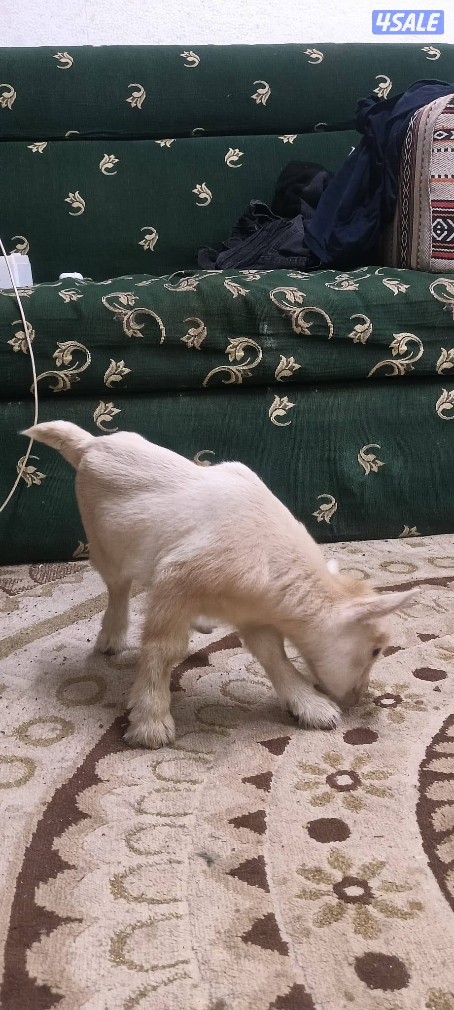 للبيع تيس جيكي قزم لعبوب و يشرب حليب و الصحه ممتازة1