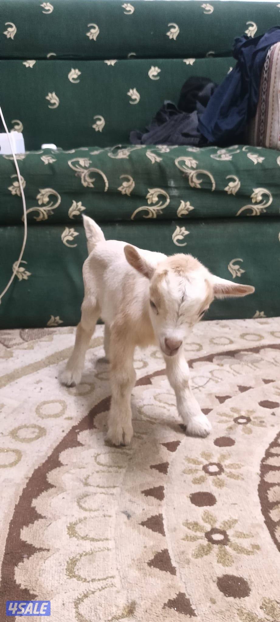 للبيع تيس جيكي قزم لعبوب و يشرب حليب و الصحه ممتازة3