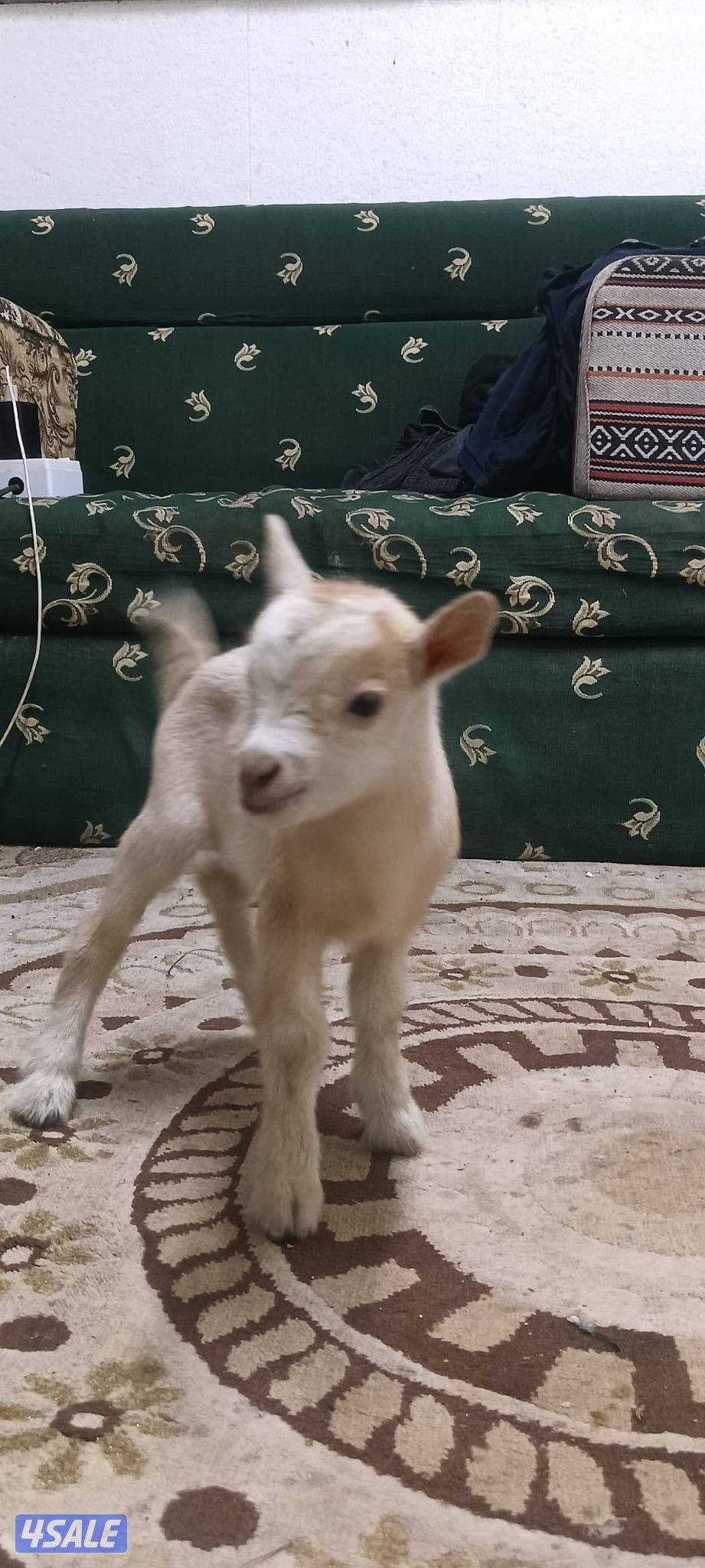 للبيع تيس جيكي قزم لعبوب و يشرب حليب و الصحه ممتازة4